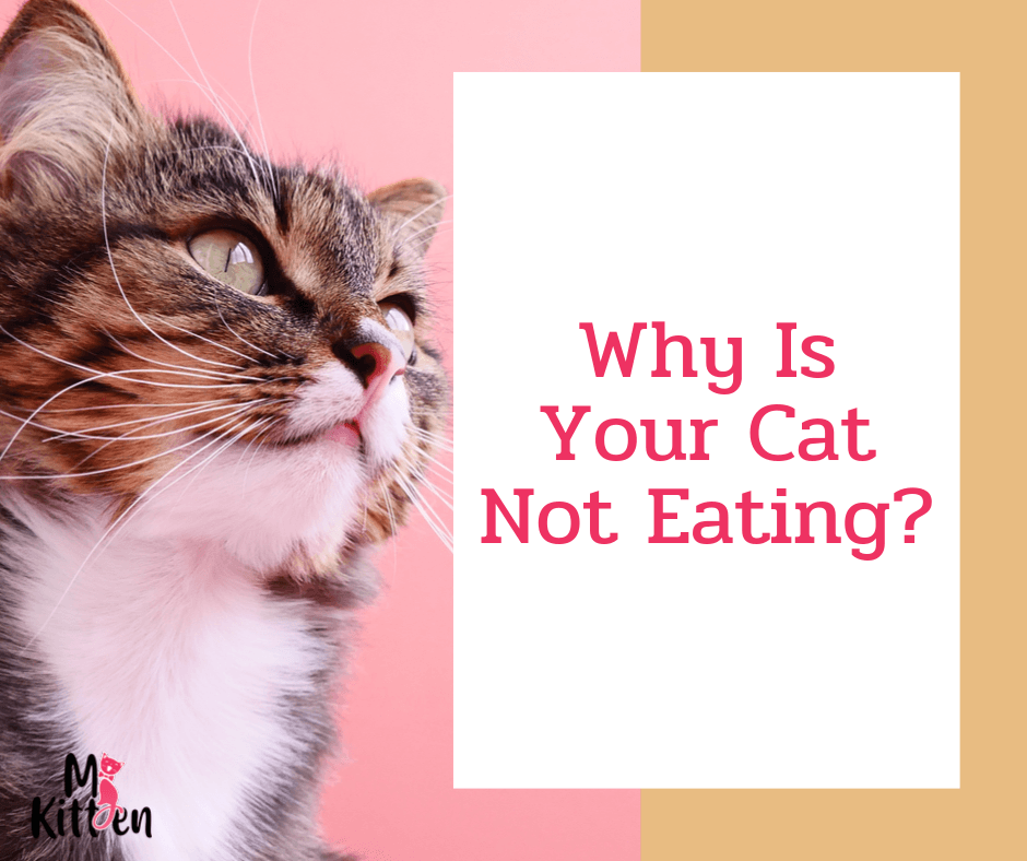 Why Is Your Cat Not Eating