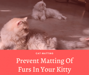 Read more about the article Prevent Matting Of Furs In Your Kitty – Cat Matting