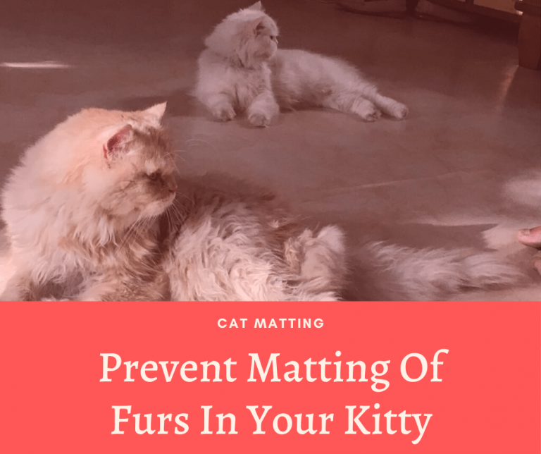 Prevent Matting Of Furs In Your Kitty Cat Matting