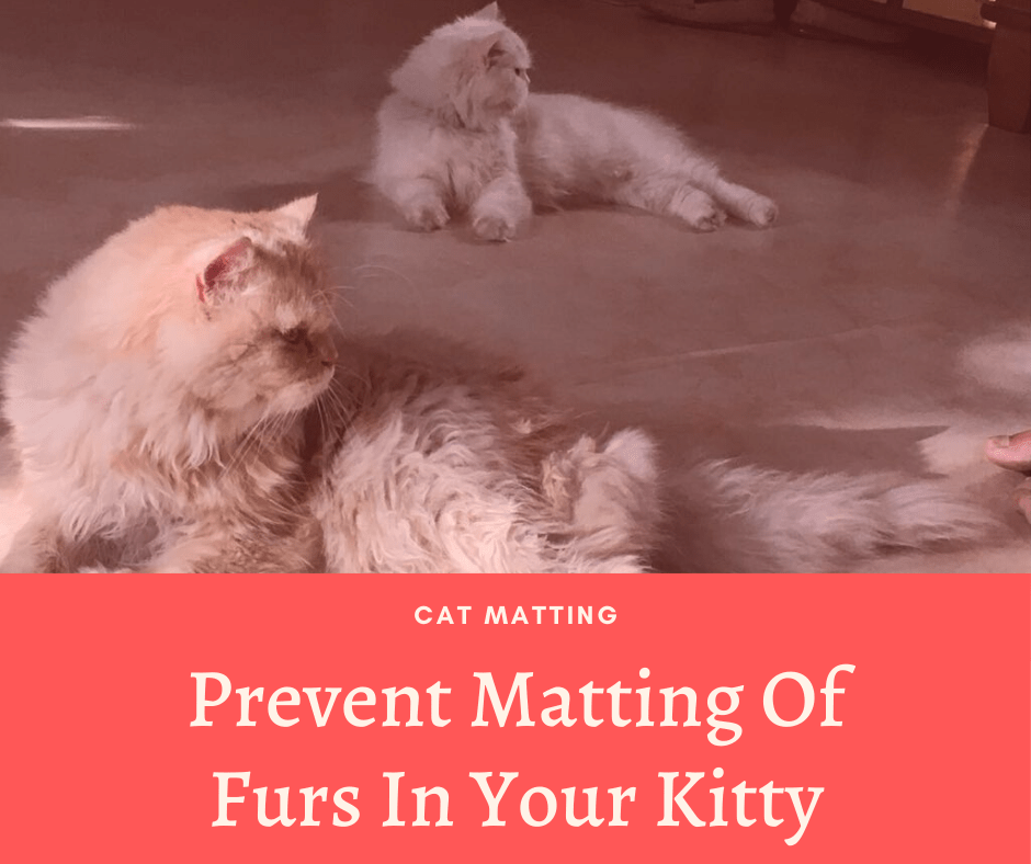 Prevent Matting Of Furs In Your Kitty Cat Matting