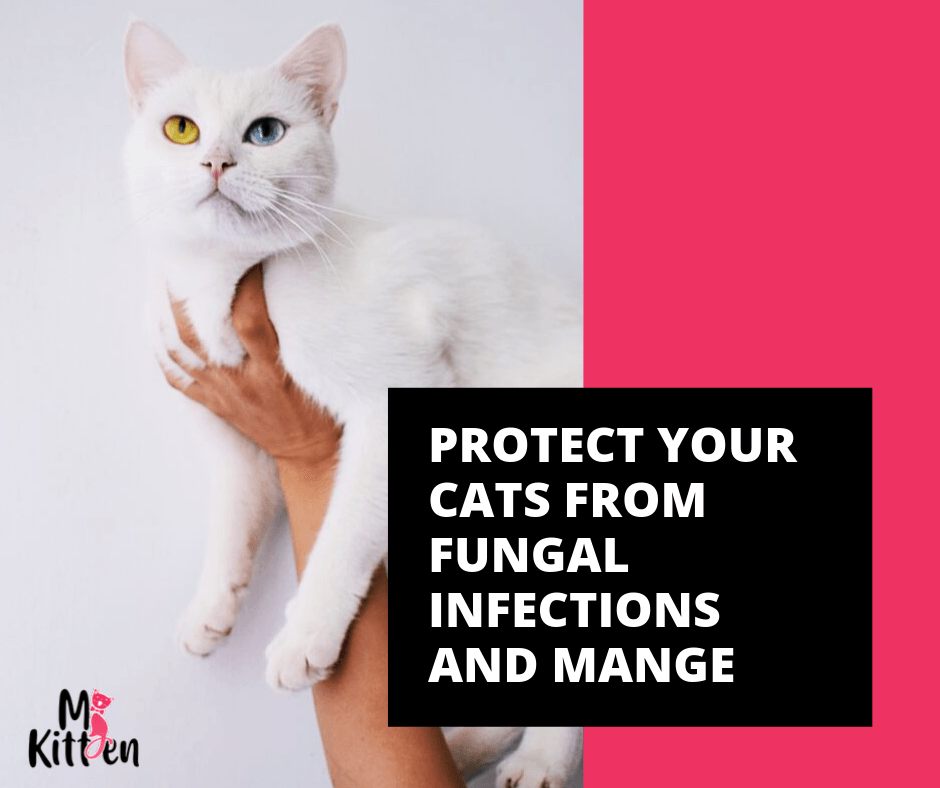 Protect Cats From Fungal Infections
