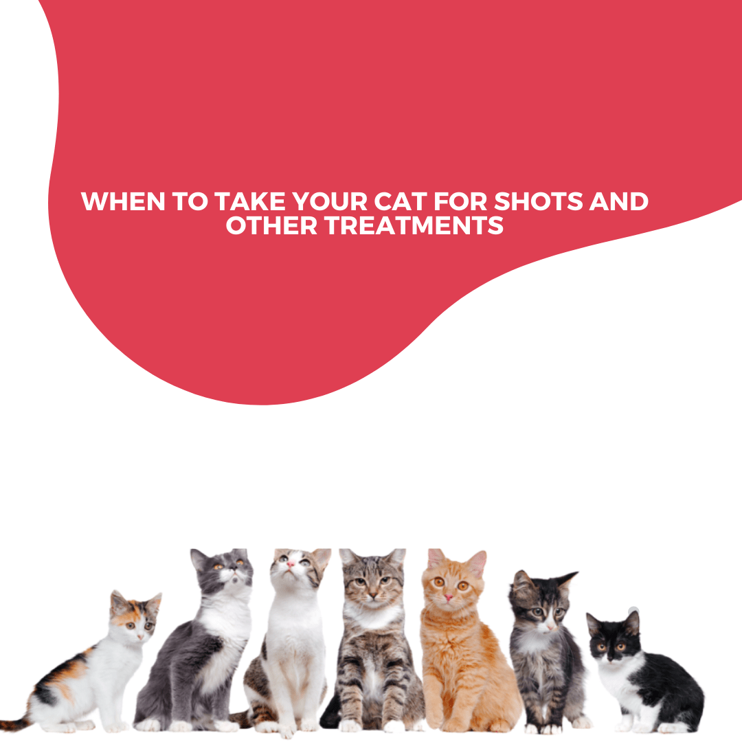 Read more about the article When to Take Your Cat for Shots and Other Treatments