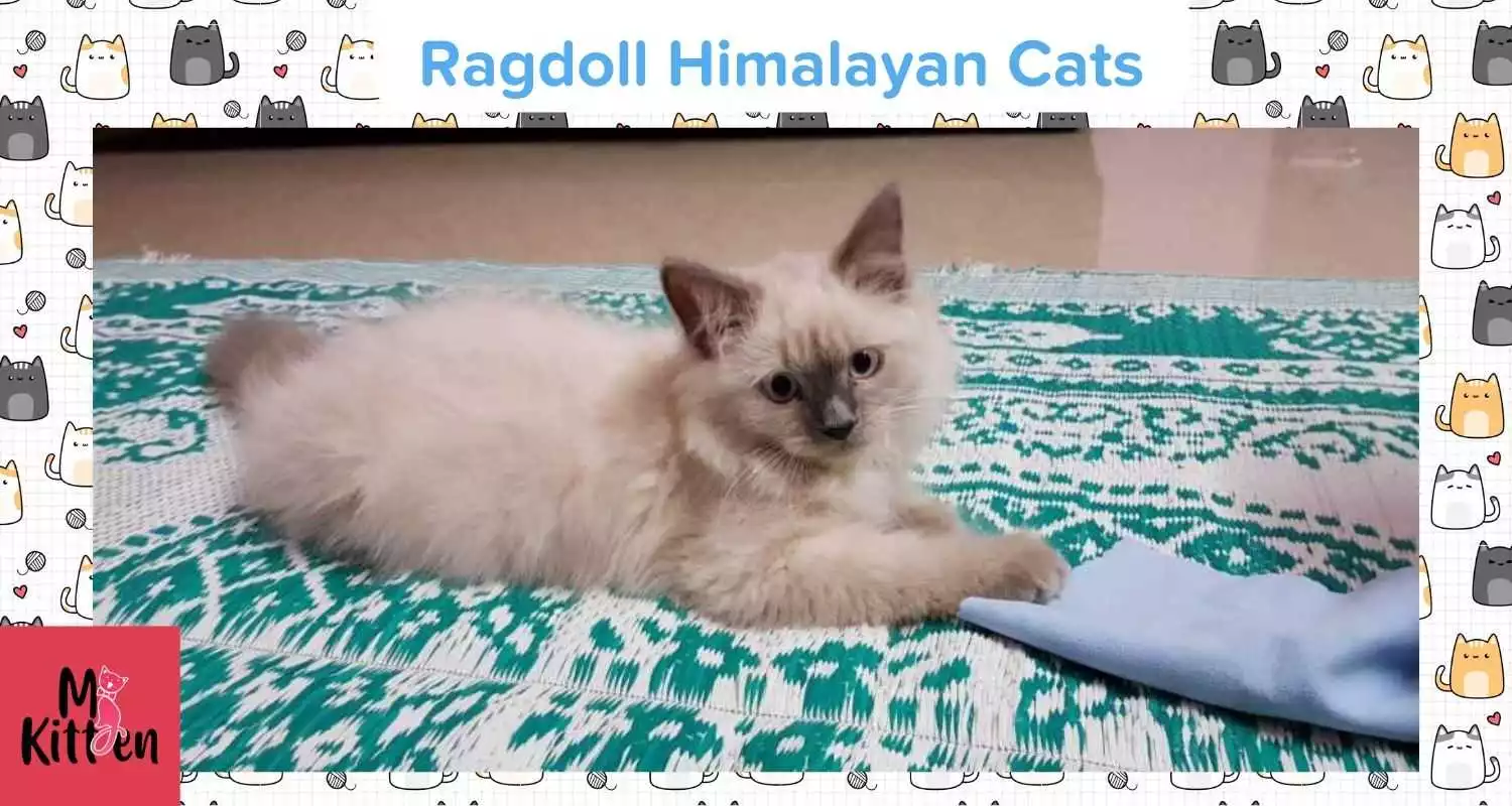 Ragdoll Himalayan cat for sale