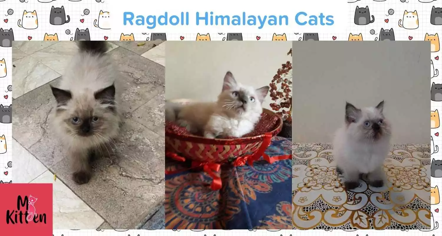 Ragdoll Himalayan cats for sale