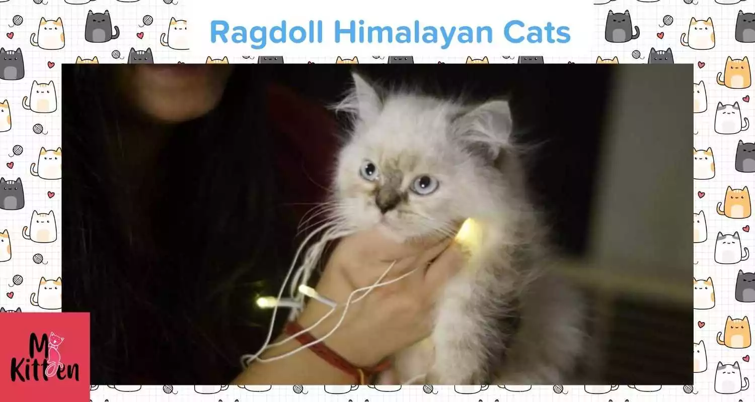 Ragdoll Himalayan cat for sale