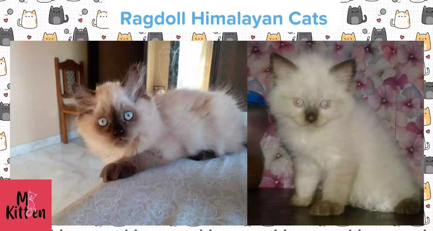 Buy a Ragdoll Himalayan cat