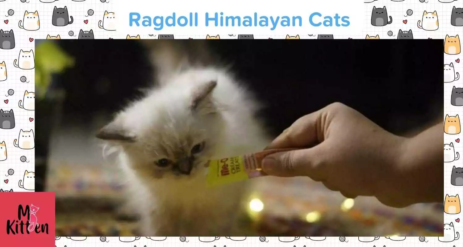 Buy a Ragdoll Himalayan kitten