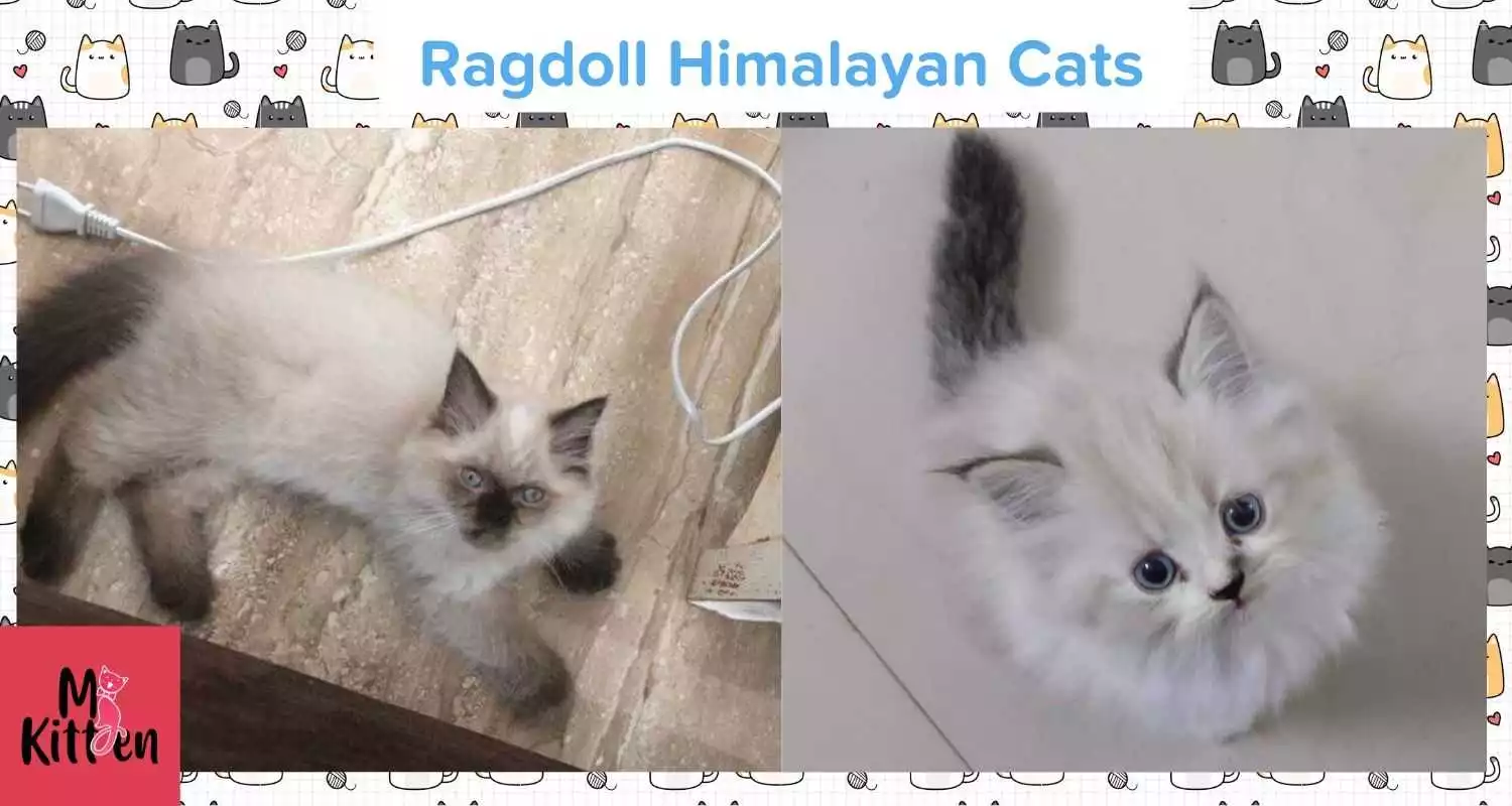 Ragdoll Himalayan kittens for sale