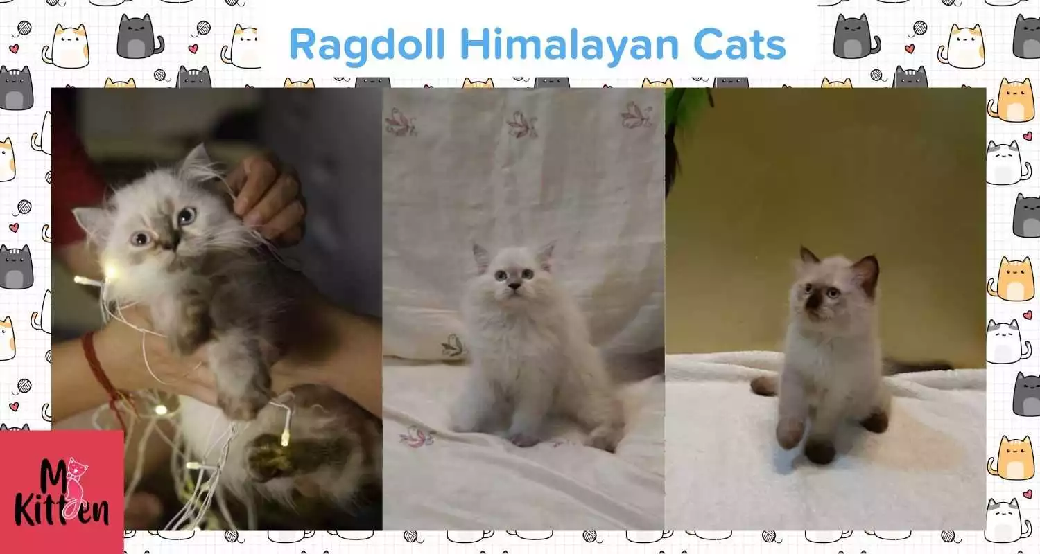 Ragdoll Himalayan kitten for sale
