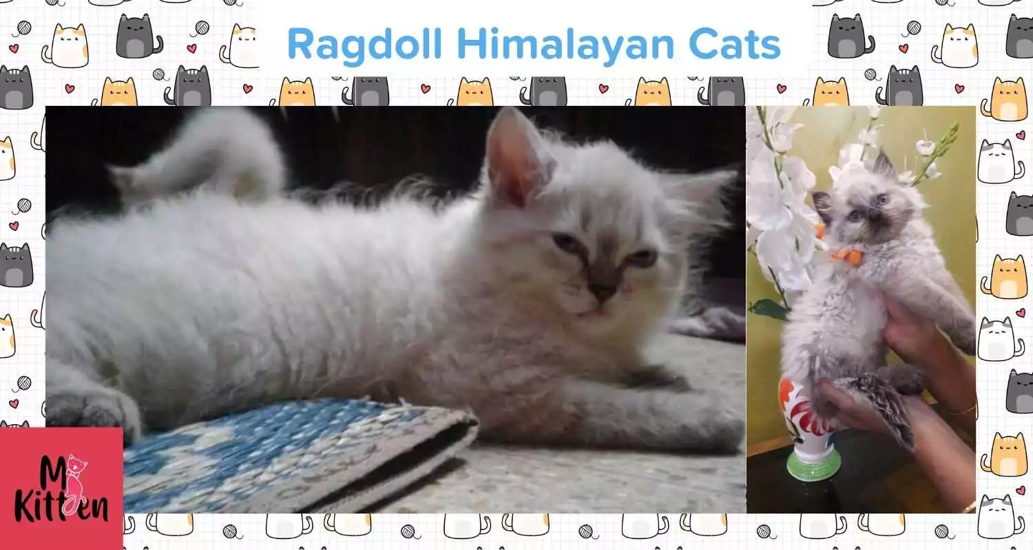 Buy a Ragdoll Himalayan kitten