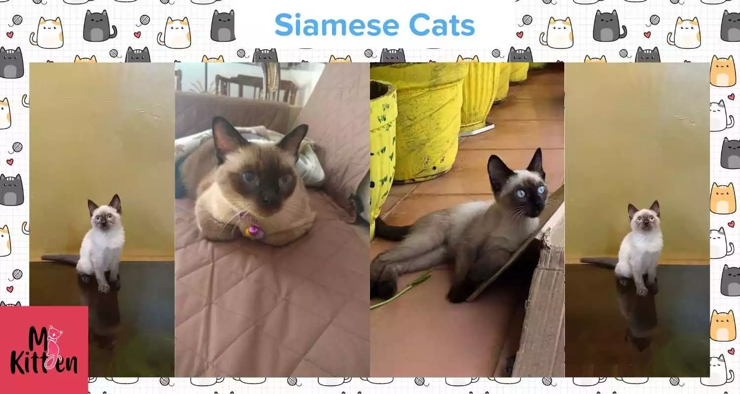 Siamese kitten for sale