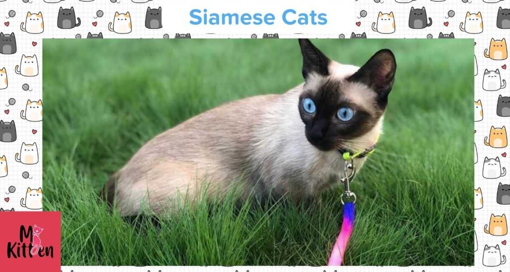 Siamese Cats