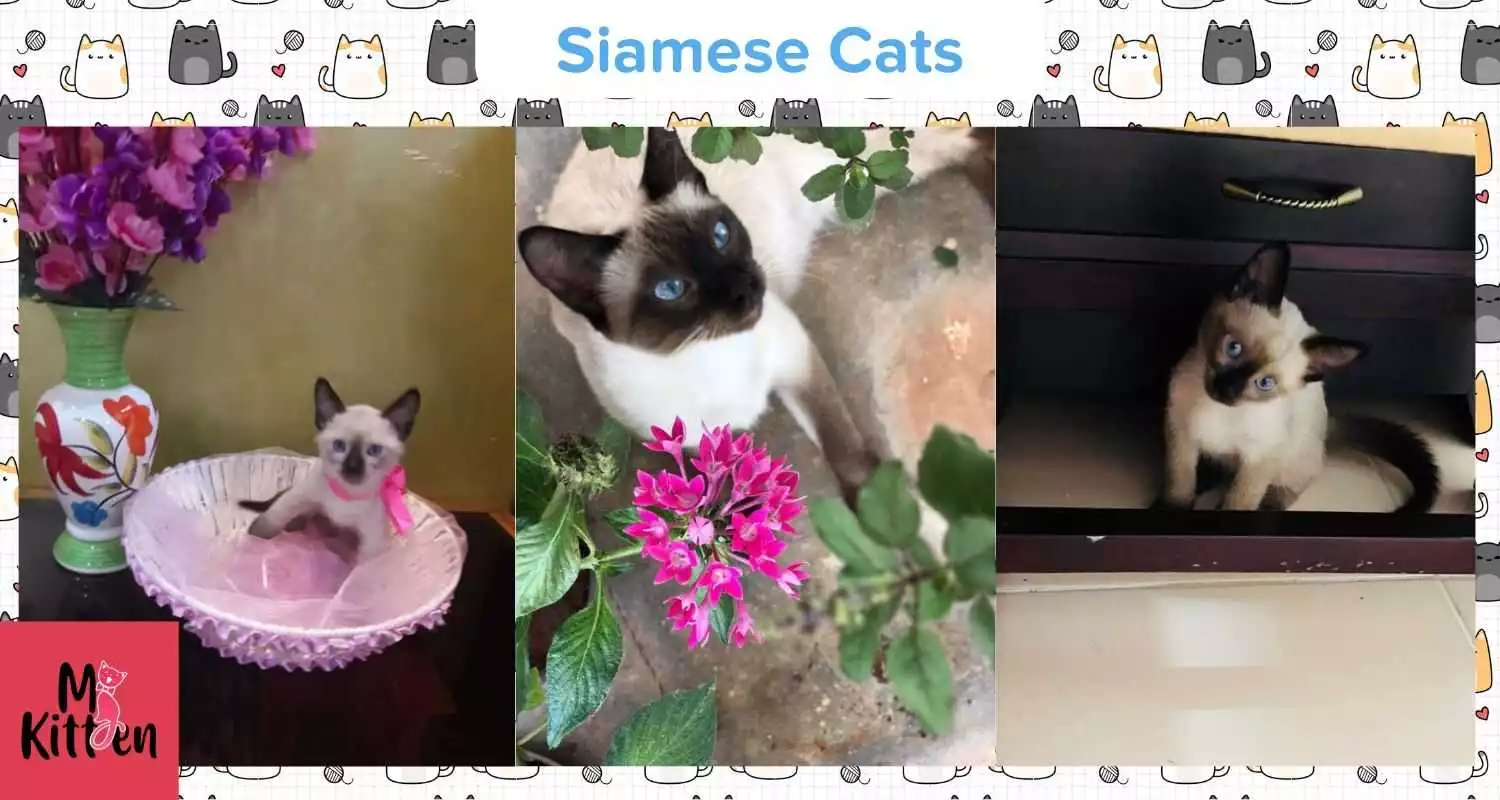 Buy a Siamese cat