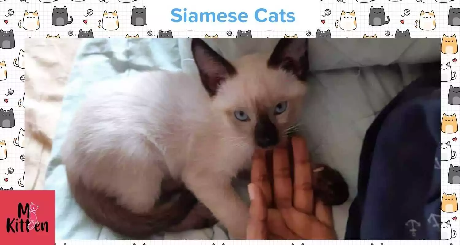 Buy a Siamese kitten