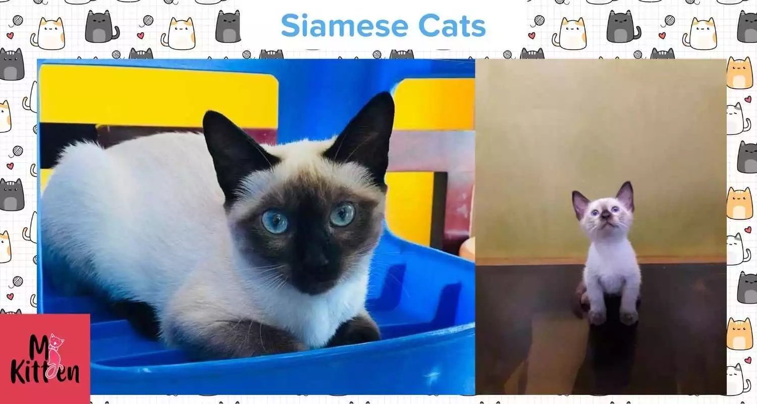Siamese cats for sale