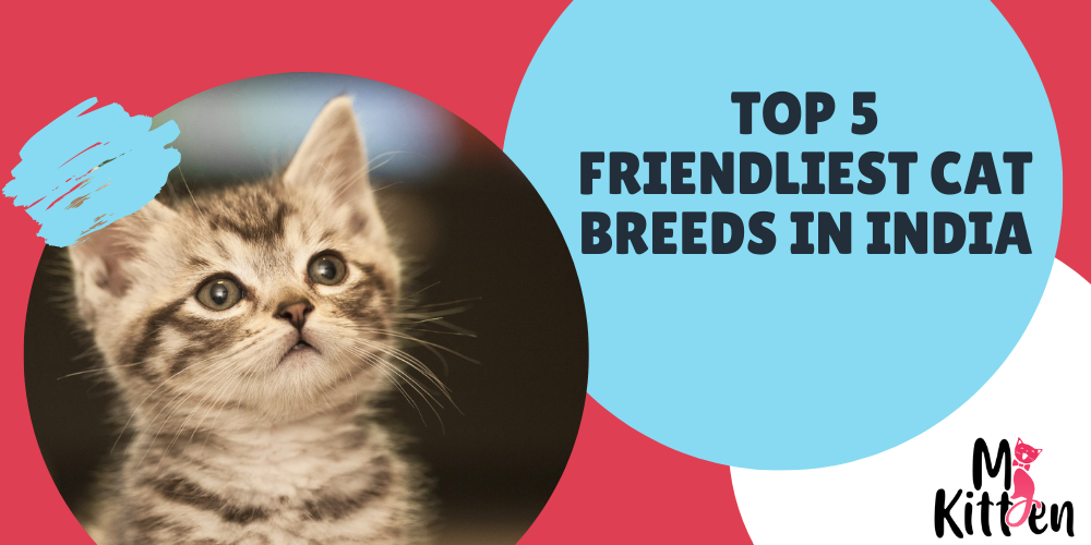 Top 5 Friendliest Cat Breeds In India