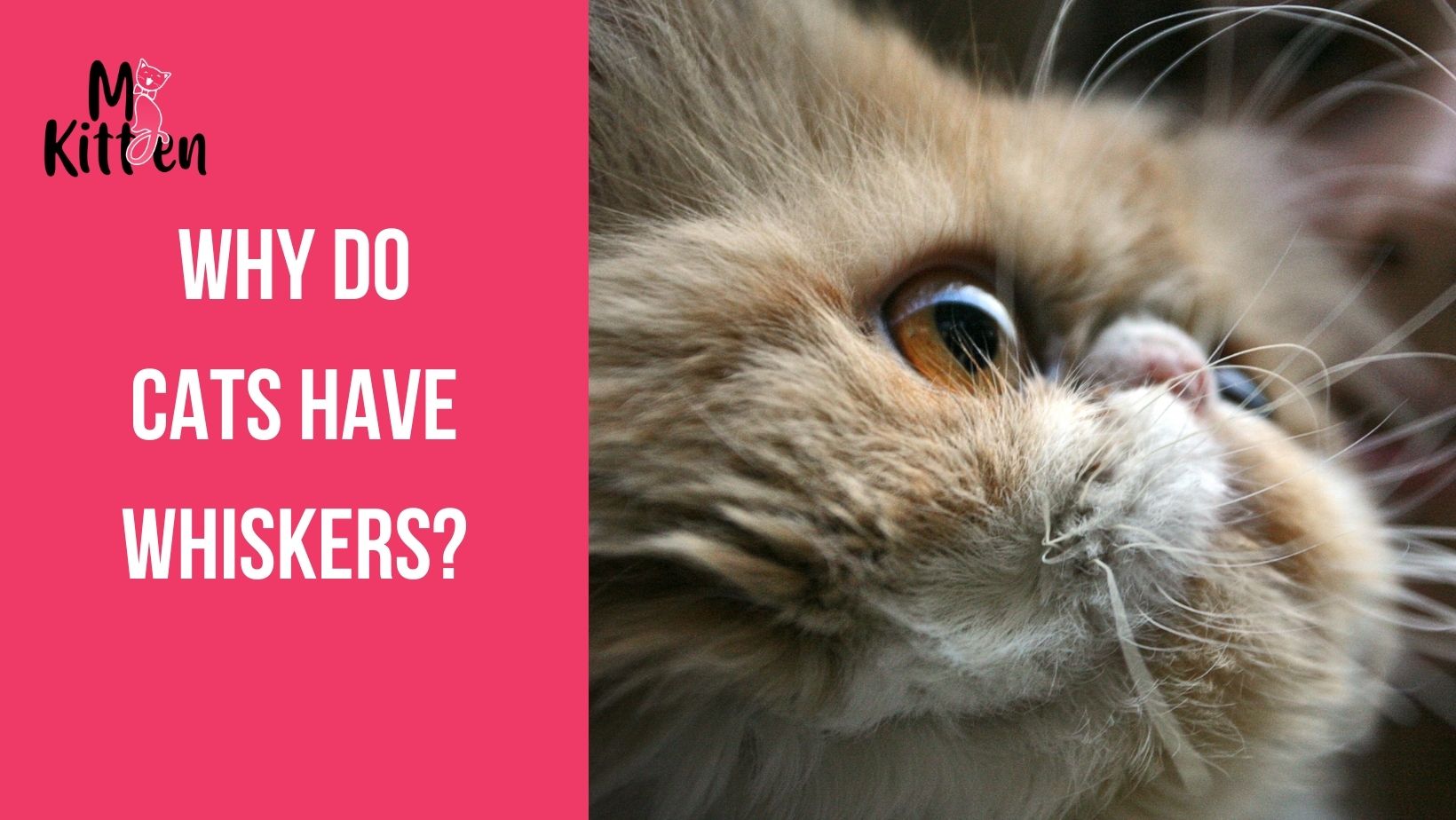 Read more about the article Why Do Cats Have Whiskers?