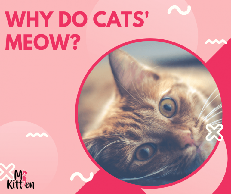 Why Do Cats Meow My kitten