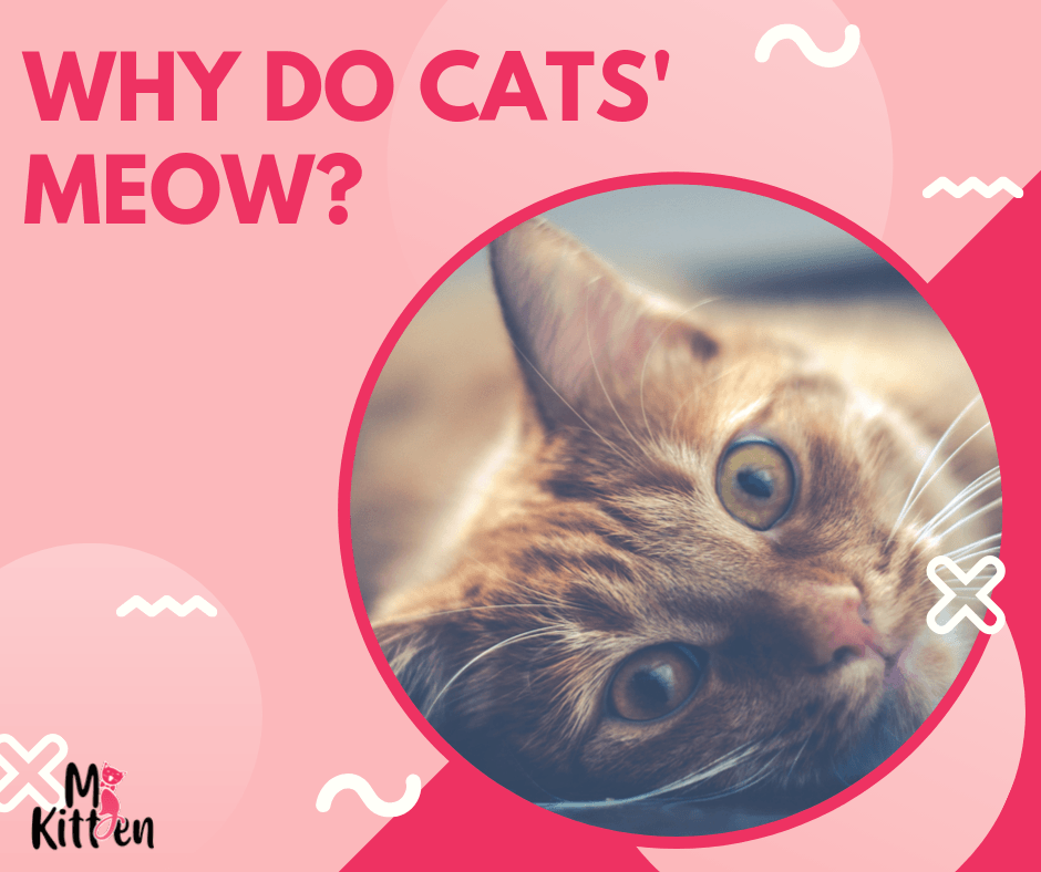 Why Do Cats' Meow