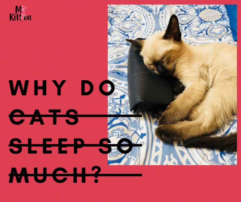 Why Do Cats Sleep So Much Sleeping Facts About Cats 5088