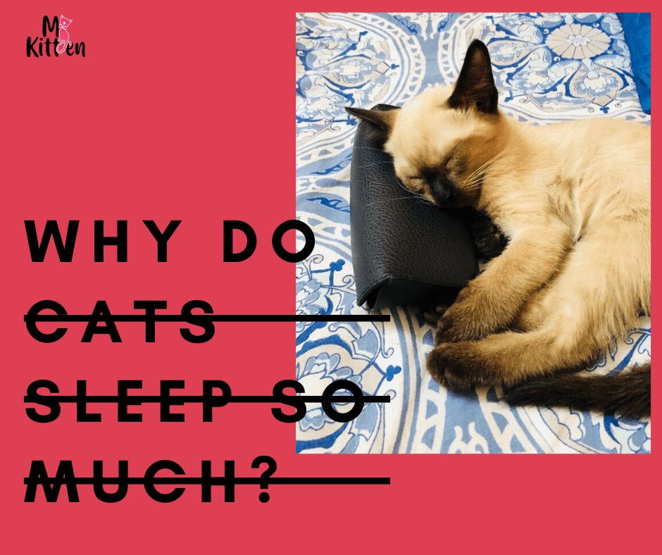 Read more about the article Why Do Cats Sleep So Much? Sleeping Facts About Cats