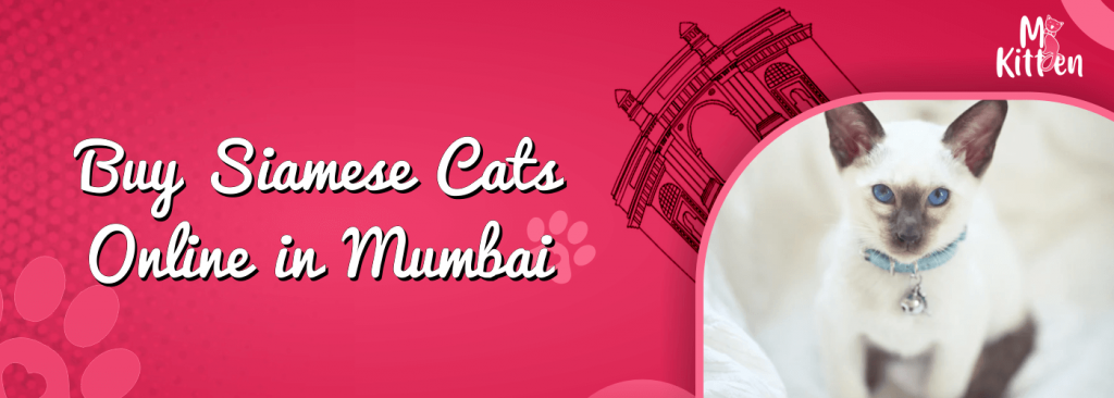buy siamese cats for sale online in mumbai