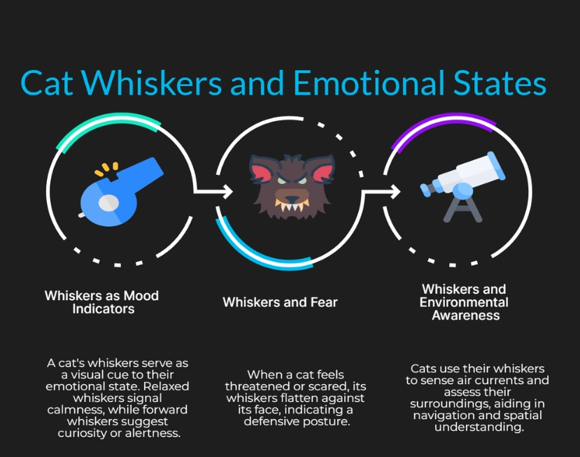 whiskers and stress in cats