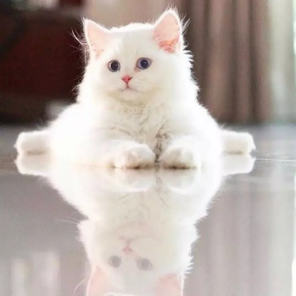 Buy Persian Cat Kitten For Sale Online in India At Best Price