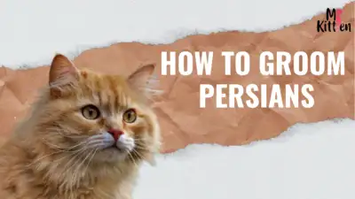 grooming of persians