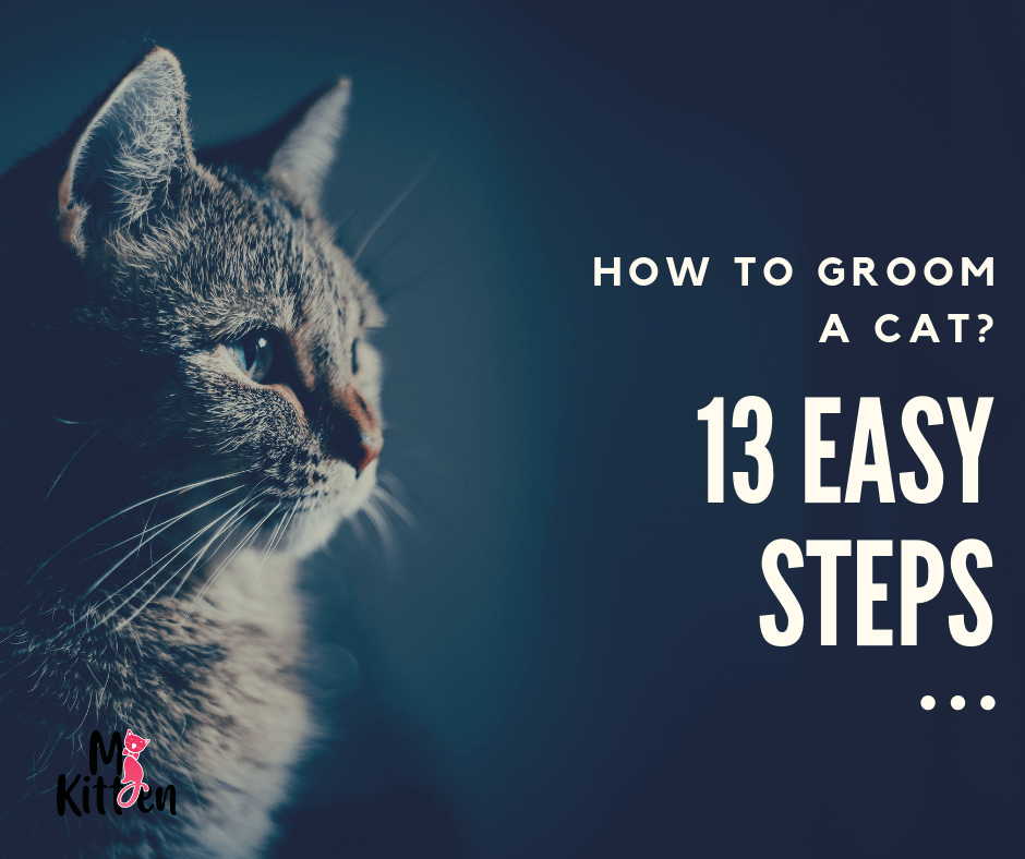 Read more about the article How To Groom a Cat? – 13 Easy Steps