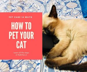 Read more about the article How to Pet Your Cat – 14 Ways to Pet
