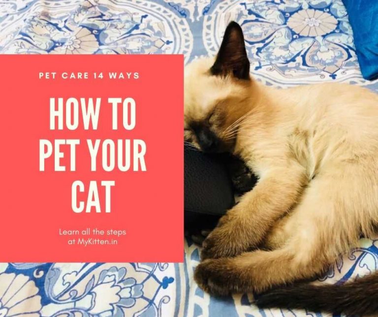 How to Pet Your Cat -14 Ways to Pet your Kitty