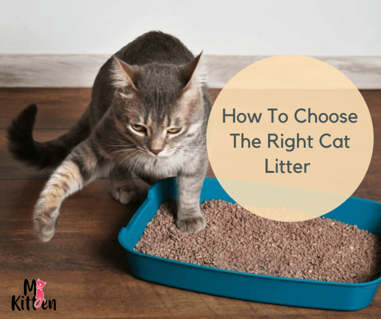 How To Choose The Right Cat Litter?