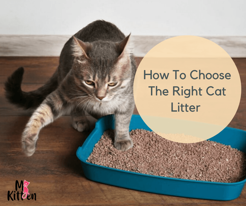 Choosing cat outlet litter