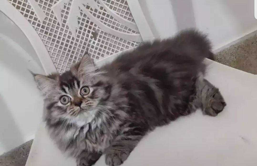 TOP 5 FRIENDLIEST CAT BREEDS IN INDIA