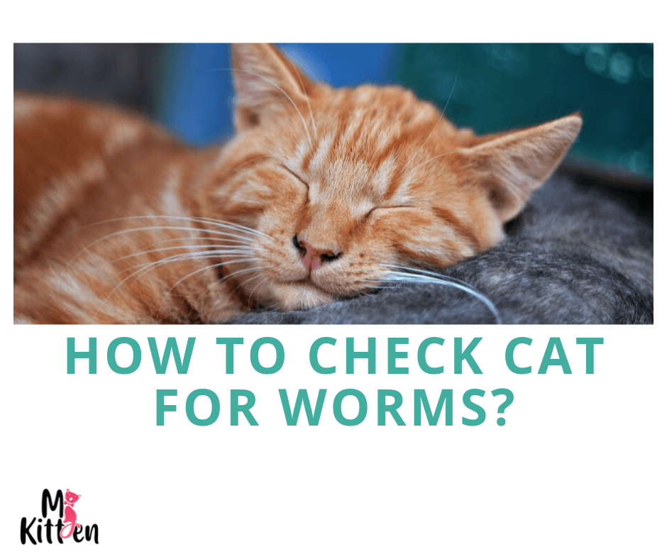 how to check cat worms