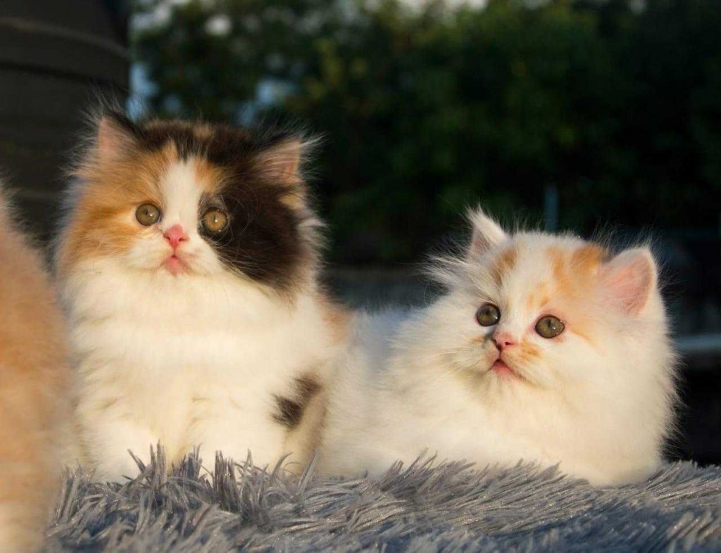 Persian Cats