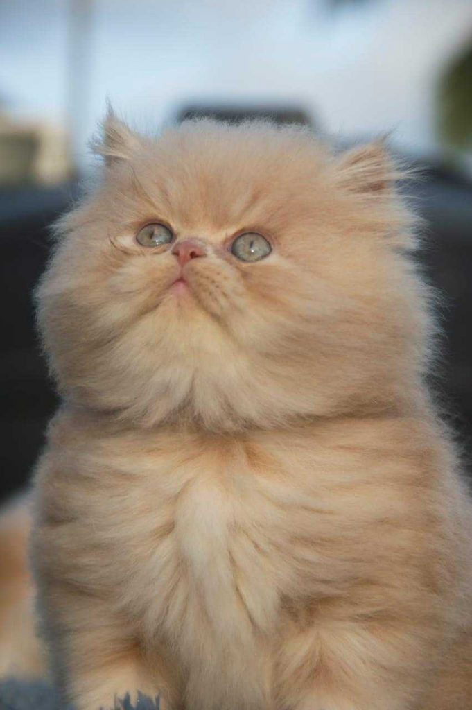 I want to sell my store persian cat