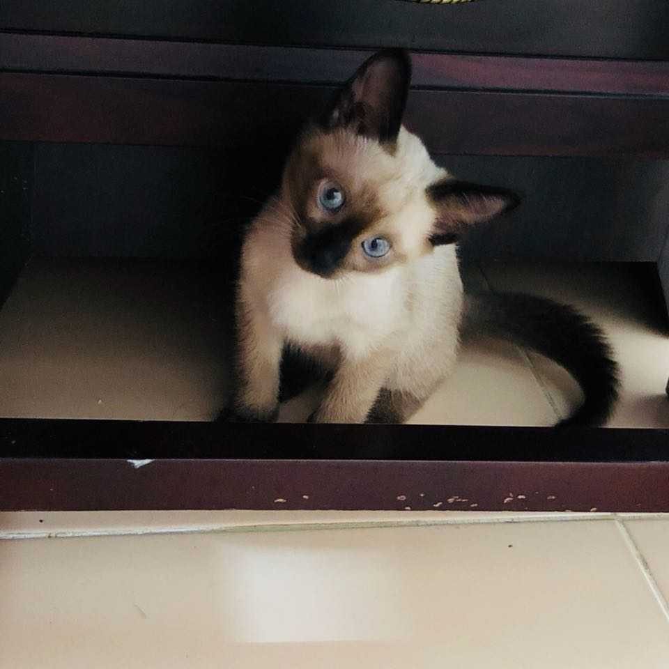 Siamese cat for sale