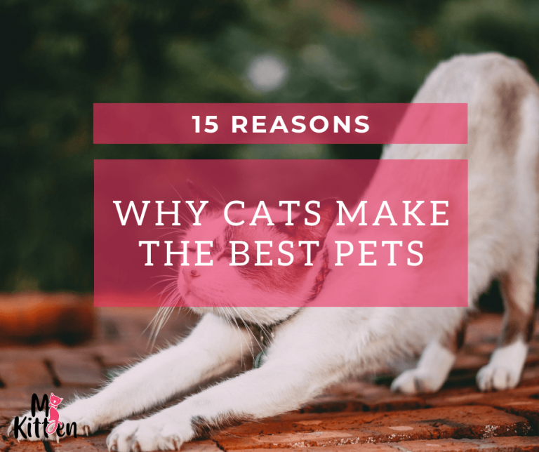 15 Reasons why Cats make the best Pets | Mykitten