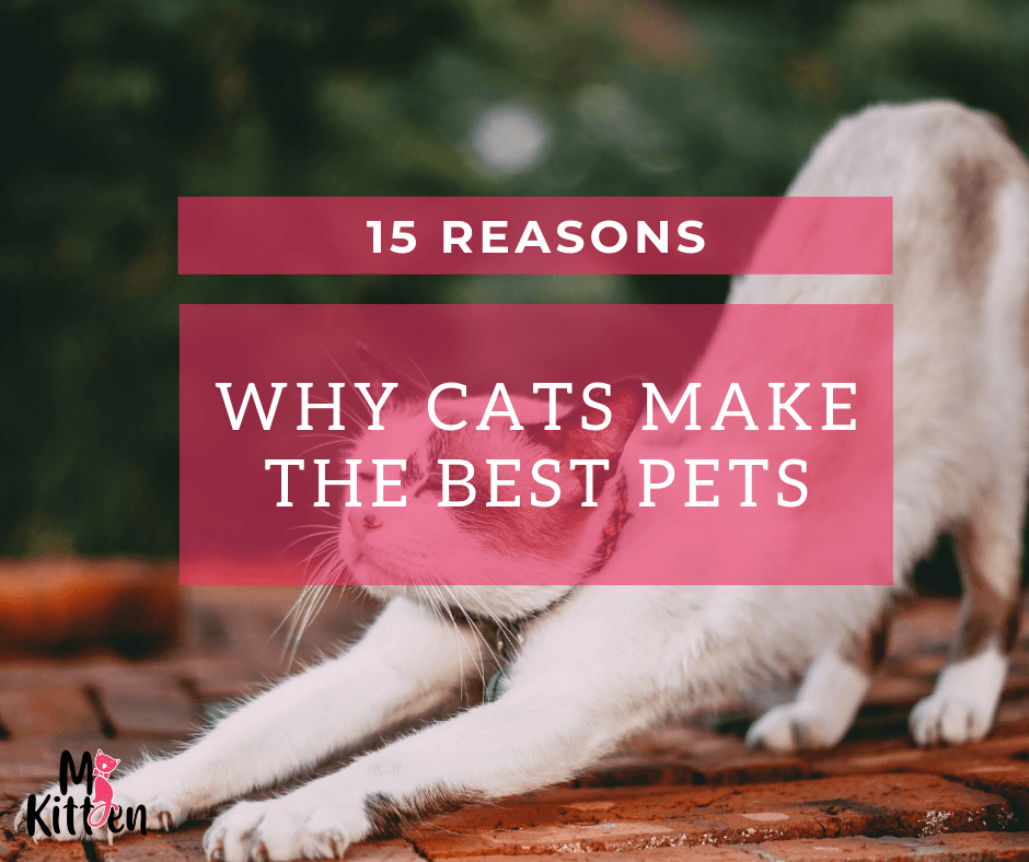 Read more about the article 15 Reasons Why Cats Make The Best Pets