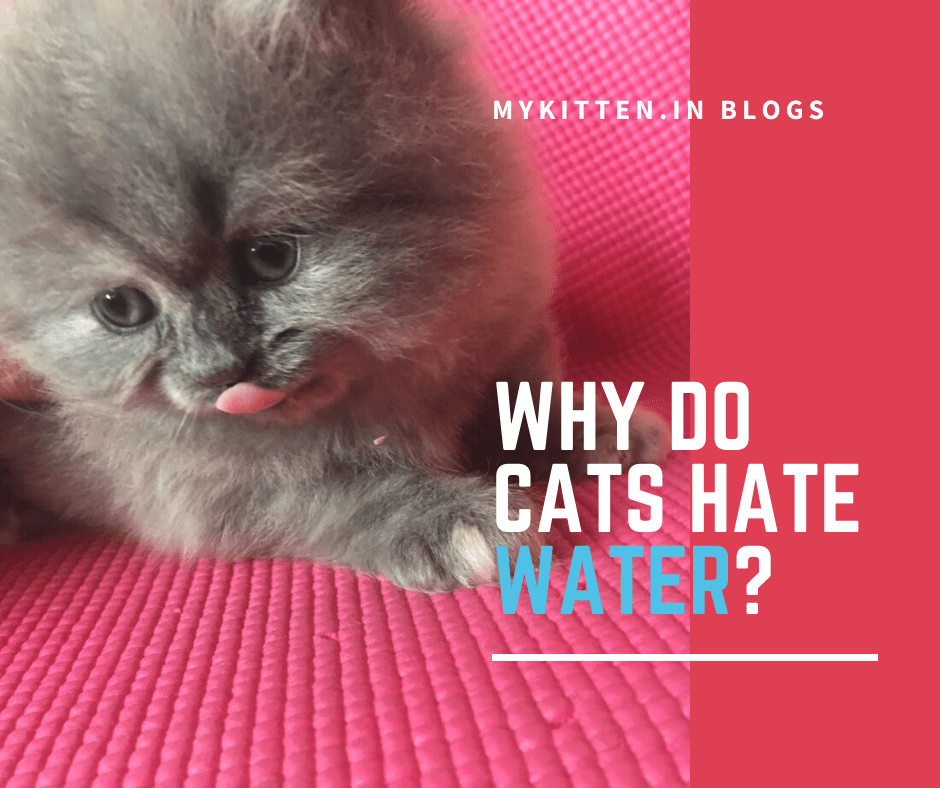 Read more about the article Why Do Cats Hate Water So Much?