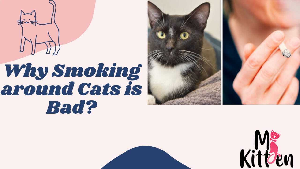 Read more about the article Why Smoking Around Cats Is Bad