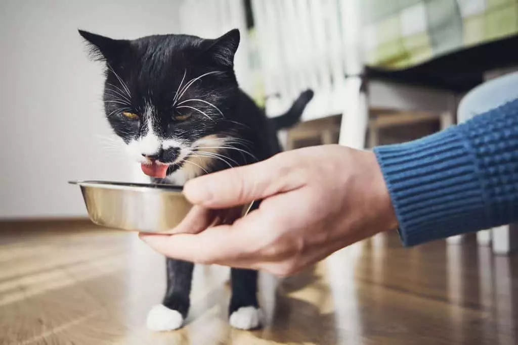 How to get a clearance sick kitten to eat