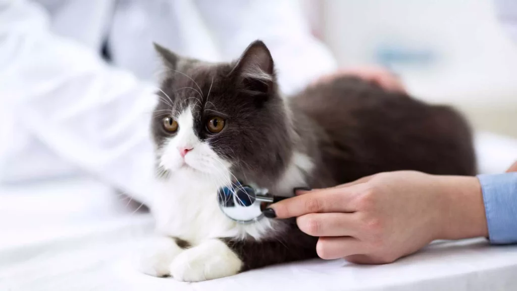 cat health check