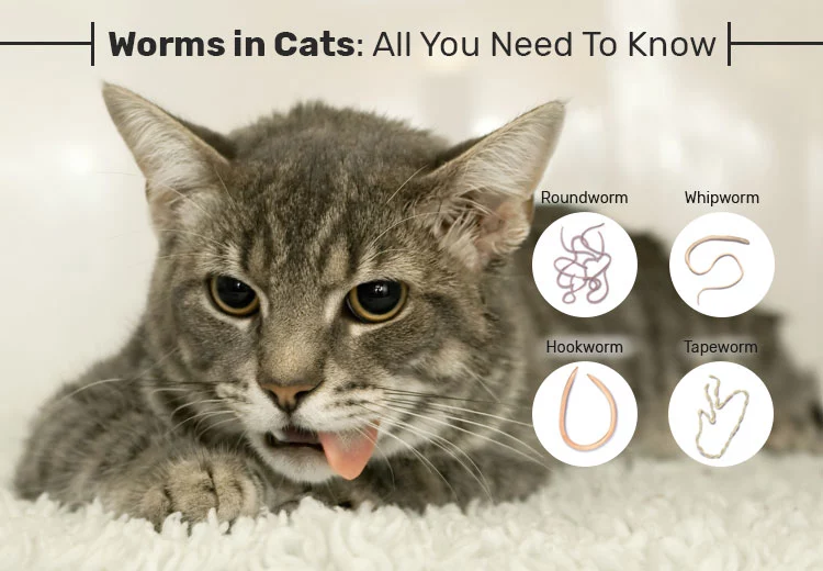 How To Check Cat For Worms