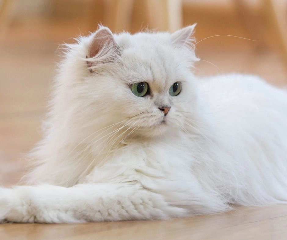 Large store persian cat