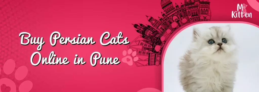 Persian cats and kittens for sale in pune