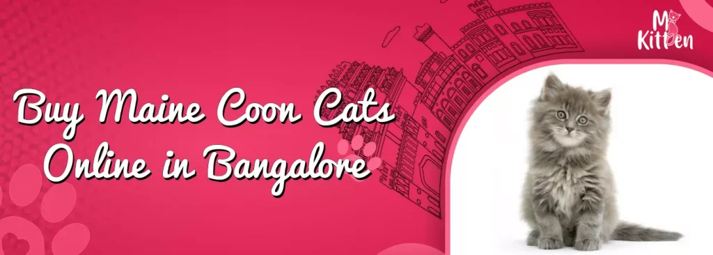 buy maine coon cats for sale online in bangalore