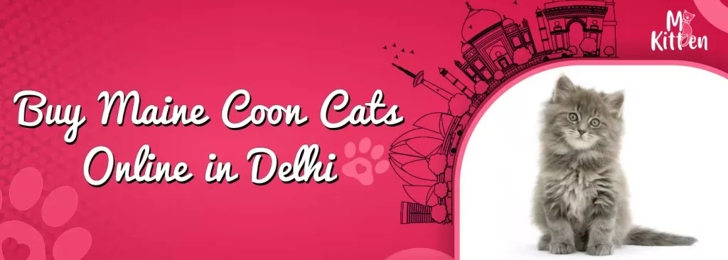 buy maine coon cats for sale online in delhi